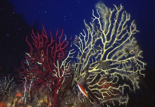corail medeiteranée chaleur
