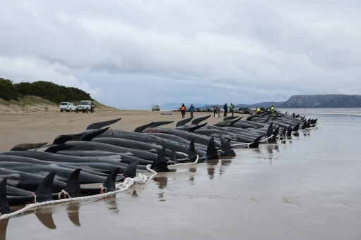 australie baleines echouées
