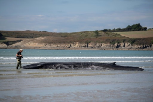 baleines finistere