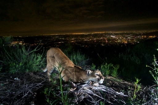cougars californie habitat
