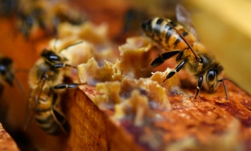 abeilles miel changement climatique declin production