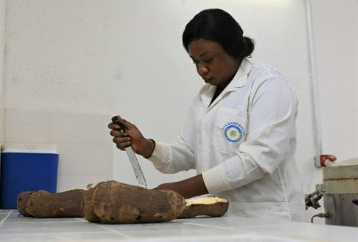iguanes Adjata Kamara cote d'ivoire