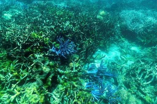 barriere de corail patrimoine en peril
