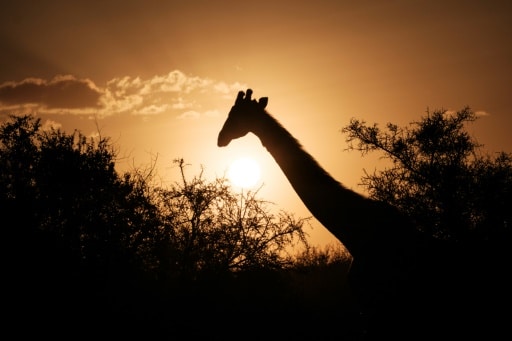 girafes niger relocalisation