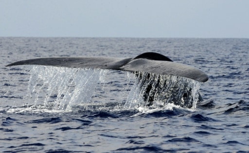 baleines microplastiques