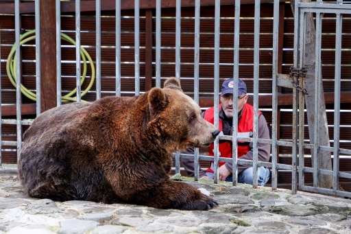 ours libere captivité