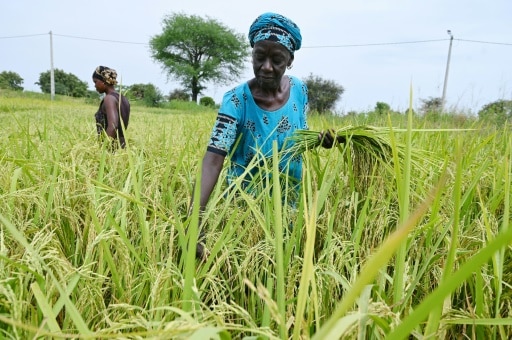 Afrique dépendance riz indien