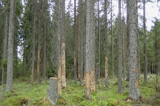 rechauffement climatique insectes boreal foret nord