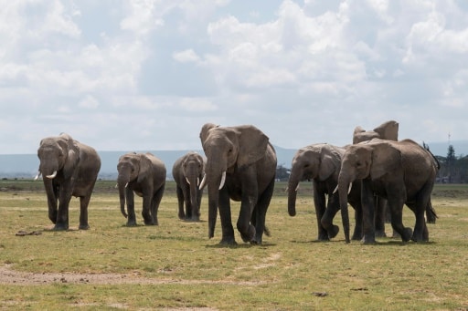 kenya secheresse animaux parcs nationaux