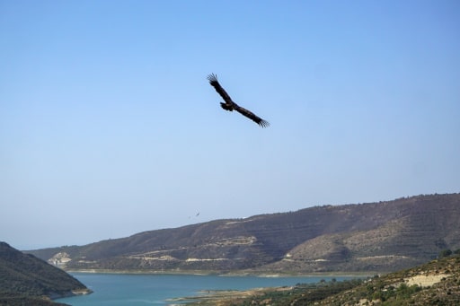 chypre empoissonement vautours oiseaux sauvages