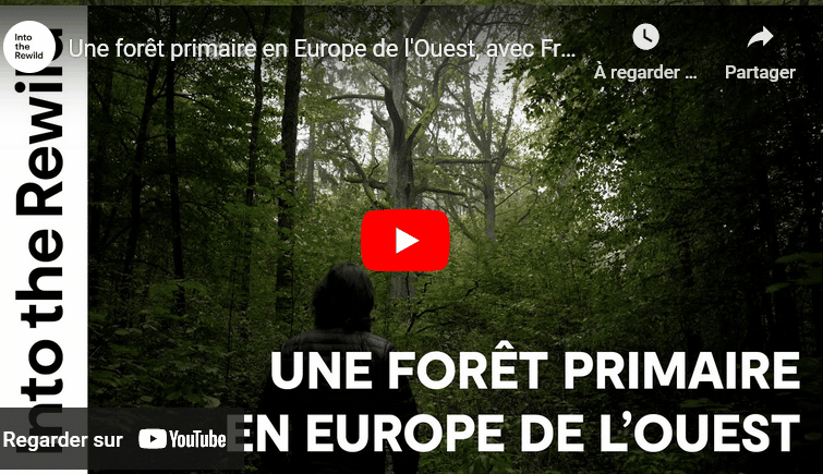 forêt primaire
