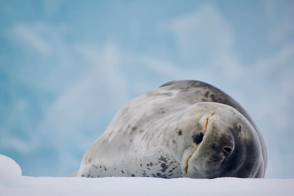 marins des glaces léopard des mers