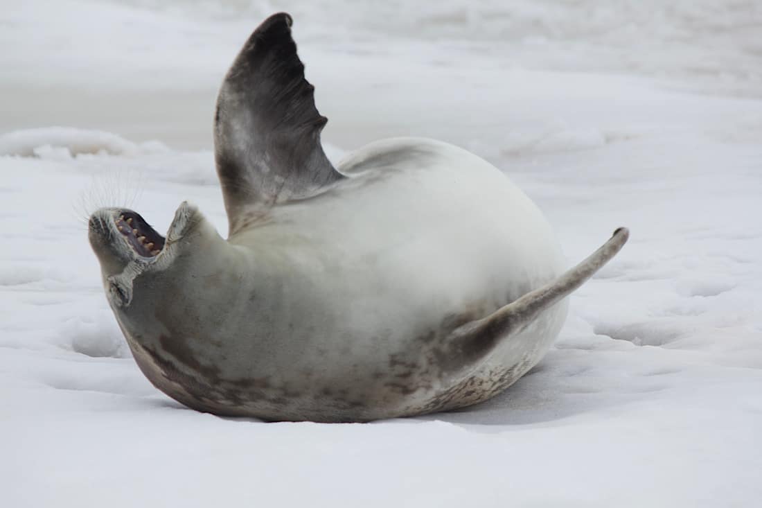 marins des glaces phoques