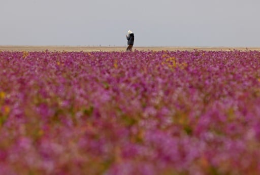 homme marche dans le désert tapissé de fleurs de couleur mauve dans la ville saoudienne de Rafha