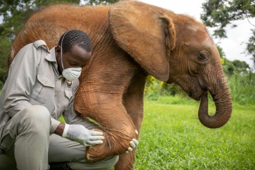 ouganda faune