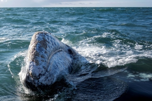 minage extraction eaux profondes baleines cetacés impact