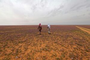 hommes marchent désert tapissé de fleurs couleur mauve dans la ville saoudienne de Rafha