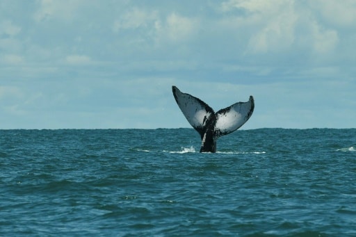 chant des baleines