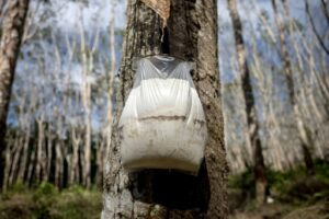 sac plastique accroché au tronc d'un hévéa, Surat Thani, Thaïlande