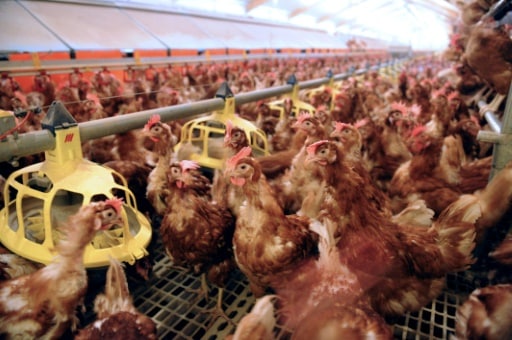 poules elevage en cage bannier interdire europe