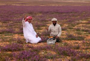 Deux hommes préparent le thé dans un bout de désert tapissé de fleurs couleur mauve dans la ville saoudienne de Rafha