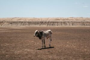  vache efflanquée sécheresse dans la Corne de l'Afrique, à Iresteno, au Kenya