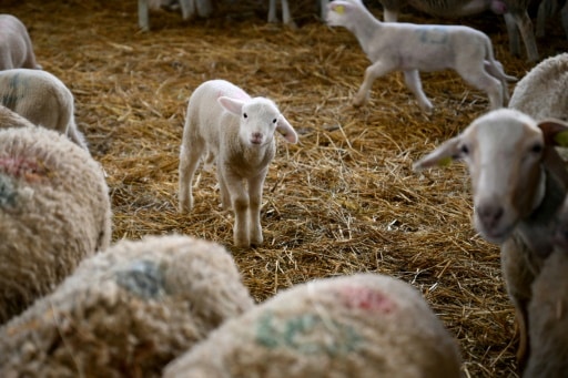 agneaux bergerie Sisteron, sud-est de la France