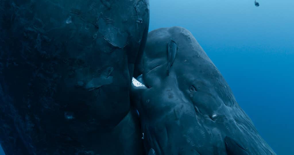 gardiennes de la planete