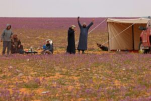 hommes désert tapissé de fleurs couleur mauve dans la ville saoudienne de Rafha