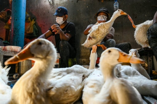 grippe aviaire morts cambidge