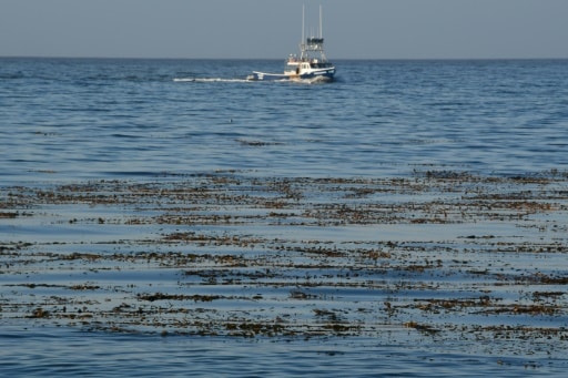 kelp affleure à la surface de la mer dans la baie de Monterey Californie