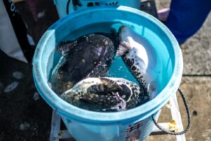 poissons fugu port matsukawaura