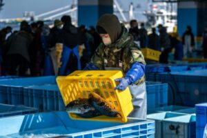 pêcheurs déchargent leur pêche dans le port matsukawauara