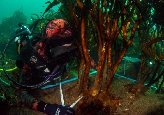 forêt de kelp restauration replanter regneration varech