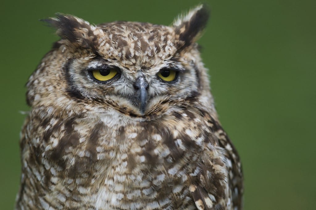 hibou grand duc lpo journée de la chouette