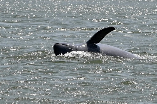 dauphins de l'Irrawaddy