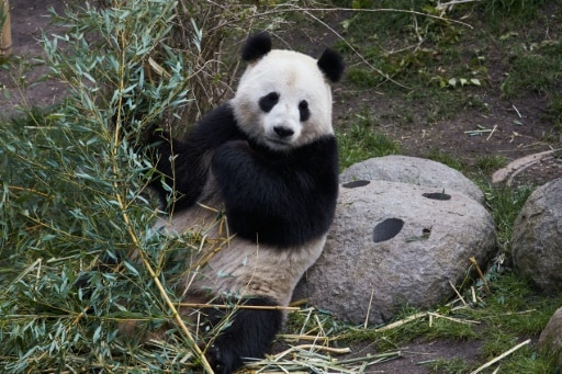 panda reproduction zoo copenhague