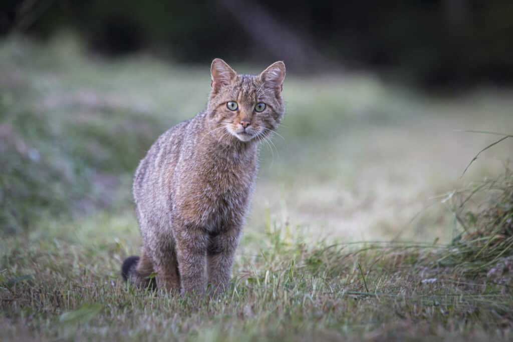 chat forestier ile de france