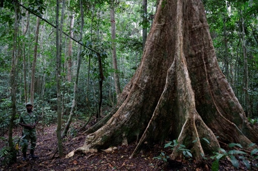 one forest summit forets tropicales gabon
