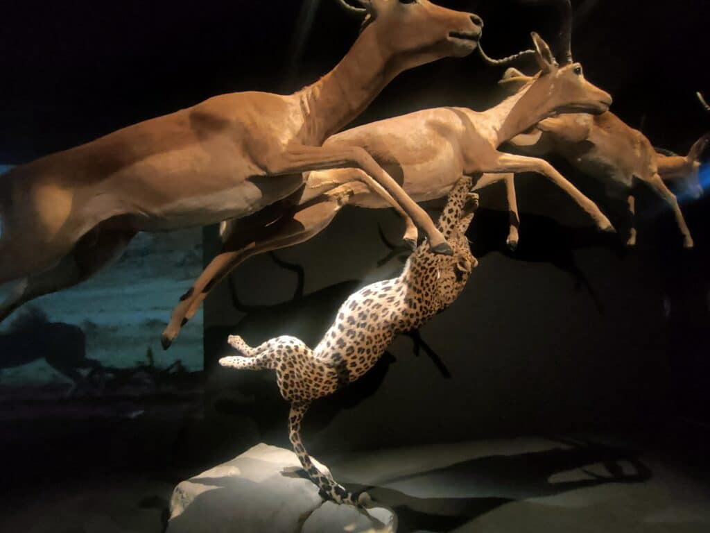 panthère léopard impala chasse prédateurs prédation