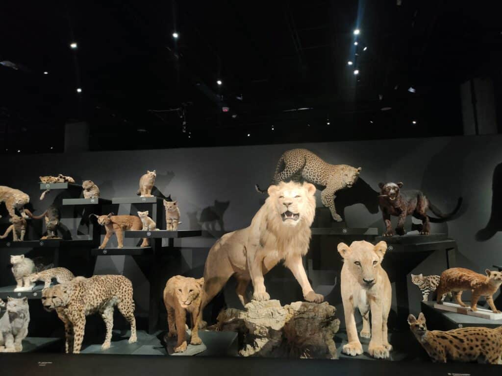 exposition félins MNHN chats tigres lionsd puma jaguar