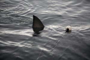 Grand requin blanc au large de de Gansbaai