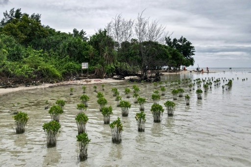 indonésie mangrove geant minier