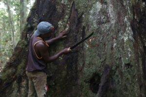 homme prélève de l'écorce de Kévazingo, utilisé comme remède anti-douleur, près de Makokou, Gabon