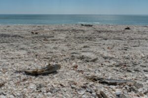 Des poissons morts sur la plage de Lido Key Beach, affectée par le phénomène de marée rouge