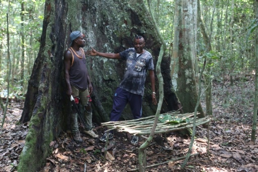 deux hommes devant l'arbre Kévazingo, sacré pour sa communauté, Makokou, au Gabon