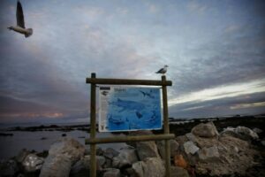 Une pancarte détaillant les différents types de requins sur la plage de Gansbaai