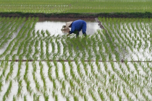 viternam riziculture climat riz methane