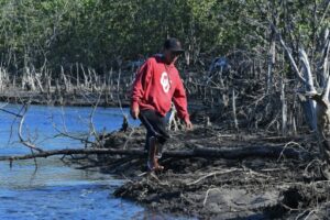 homme marche sur une mangrove  Cedeño, municipalité de Marcovia, département de Choluteca, dans le golfe de Fonseca, Honduras