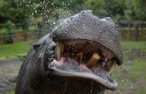 hippopotames eskobar especes invasive colombie